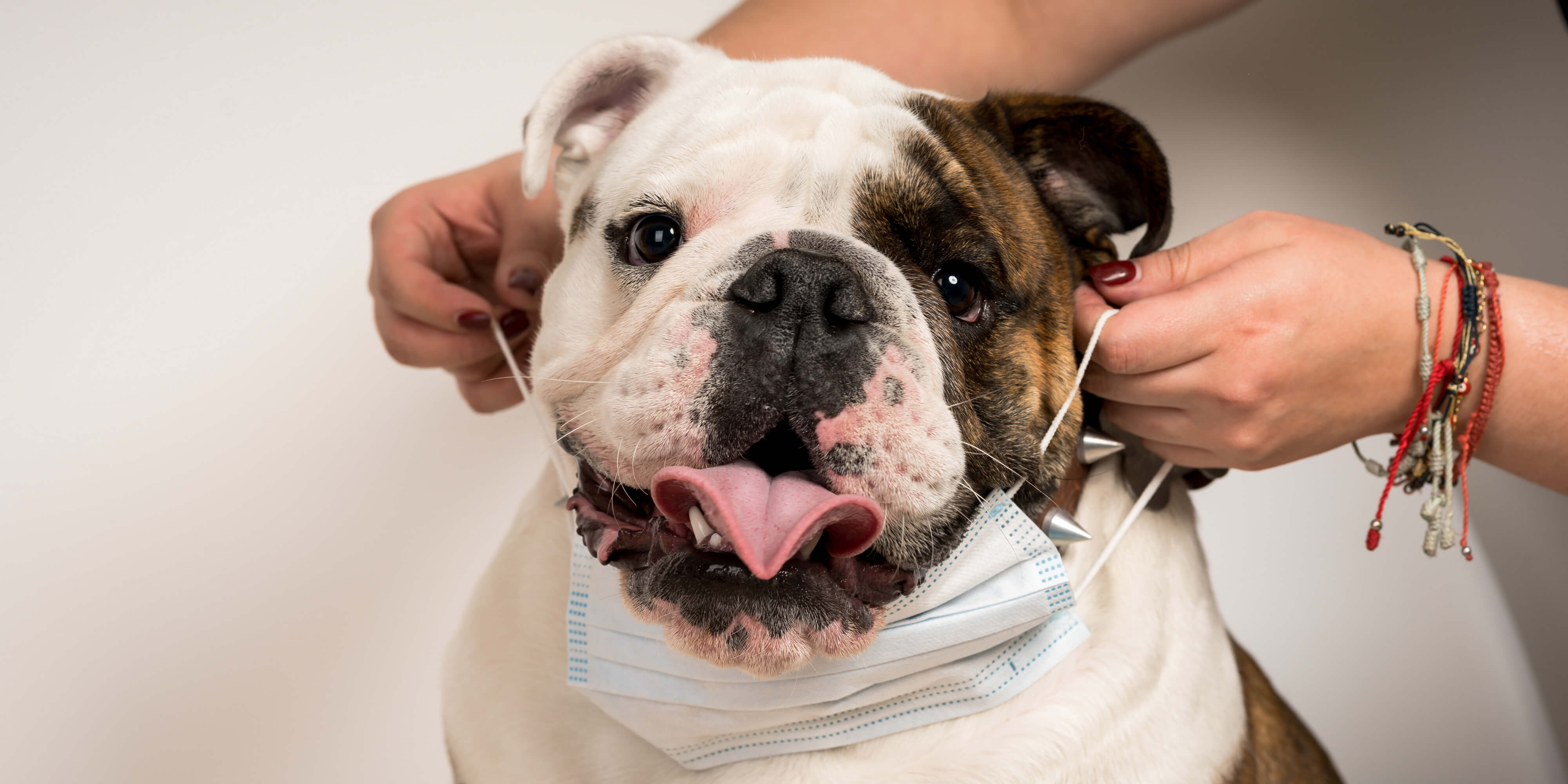 The mysterious dog illness: What you need to know