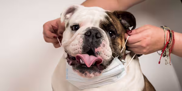 The mysterious dog illness: What you need to know
