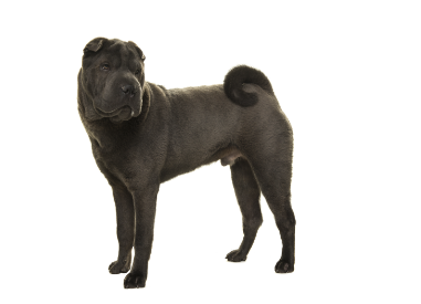 Chinese shar-pei standing — health planner for puppies through senior dogs