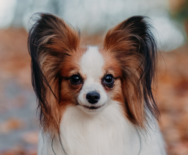 Papillon