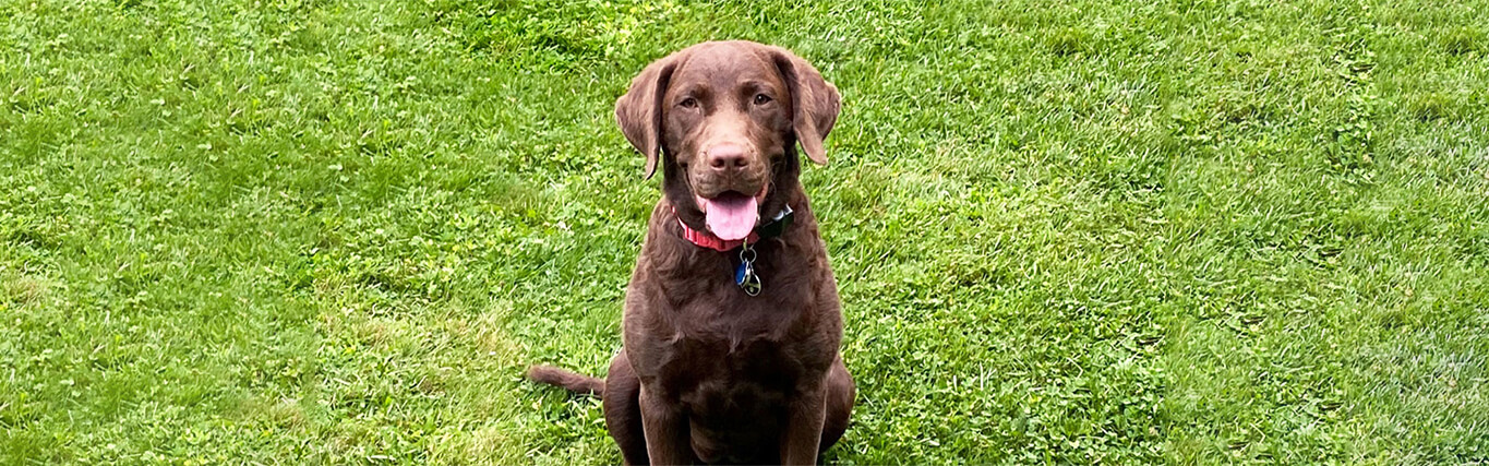 Meet the Nationwide Dog Dugout sweepstakes winner!