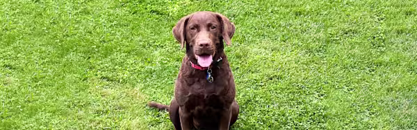 Meet the Nationwide Dog Dugout sweepstakes winner!