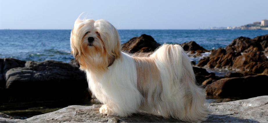 Lhasa Apso image