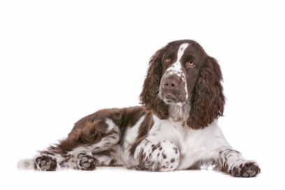 English springer spaniel standing — health planner for puppies through senior dogs