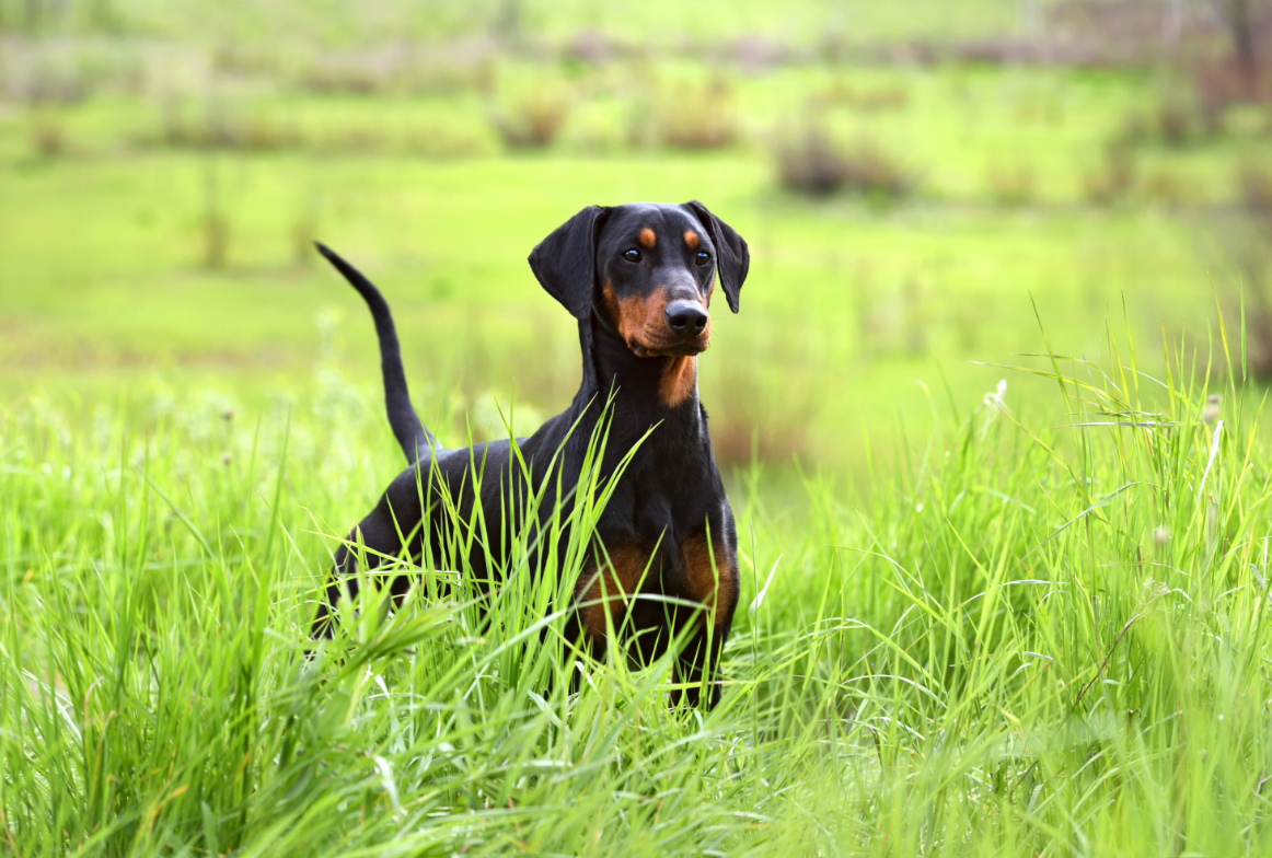3-Fun fact Doberman pinscher GettyImages-1241525012