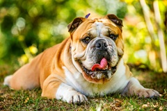 Bulldog on grass