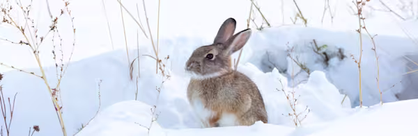 Choosing the best small mammal for your home