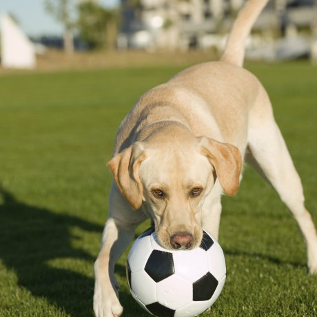 Dog-Soccer-Fifa-460x460