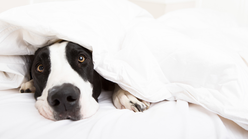 Where Do Sleeping Dogs Lie?