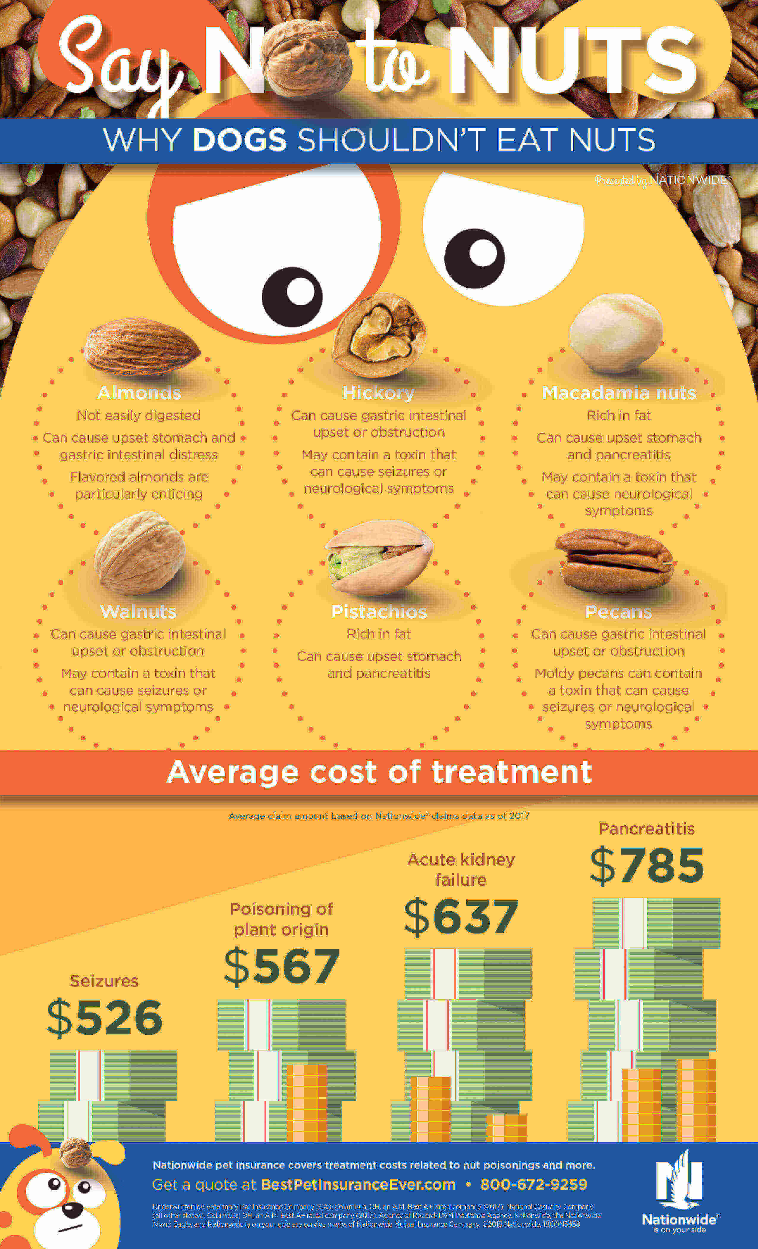 Nut Dangers To Dogs Infographic Pet Health Insurance Tips