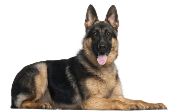 German shpeherd standing — health planner for puppies through senior dogs