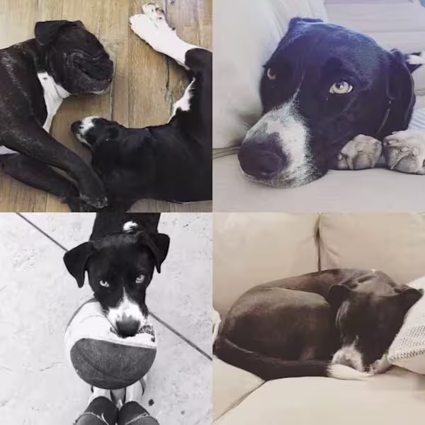 Tippy-Photo-Collage-1