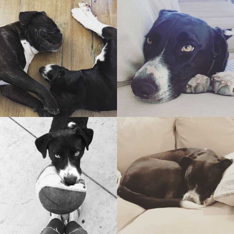 Tippy-Photo-Collage-1