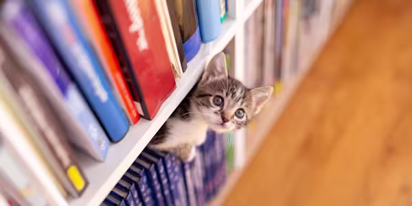 Kitten care 101: Setting up your new feline companion