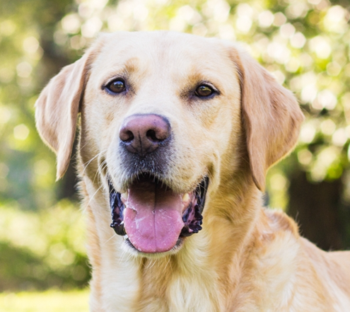 Labrador Retriever