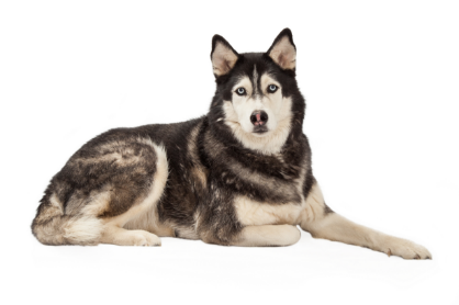 Siberian husky standing — health planner for puppies through senior dogs