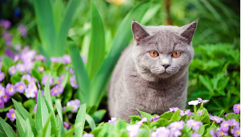 Pets and Toxic Plants