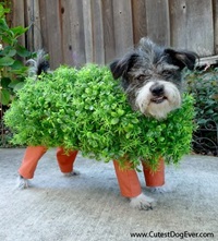 DIY-Chia-Pet-Dog-Costume