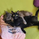 Pro Skater Tony Hawk