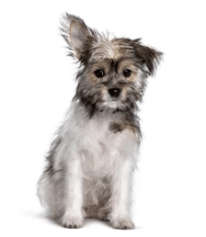 Mixed toy standing — health planner for puppies through senior dogs