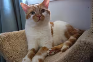 Sir-Reginald-Fluffybutt