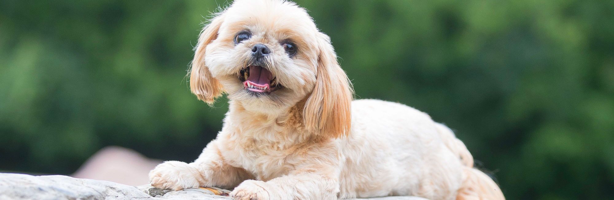 Wishbone ruins shih tzu's appetite