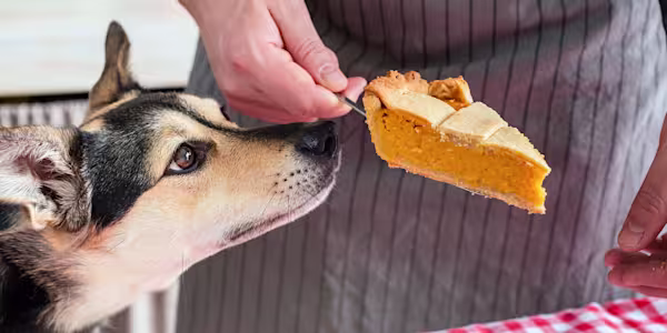 Holiday foods to avoid sharing with pets