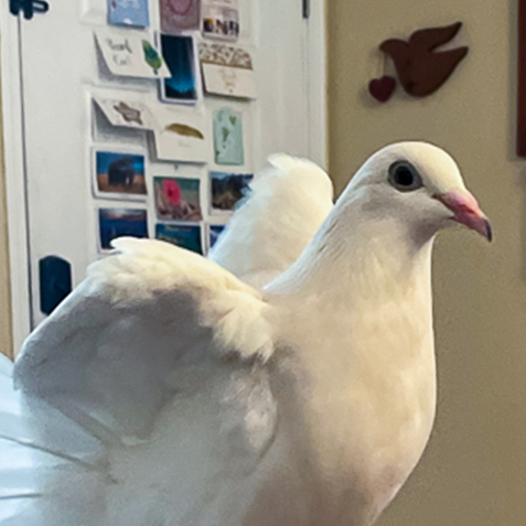 Luna Dovegood
