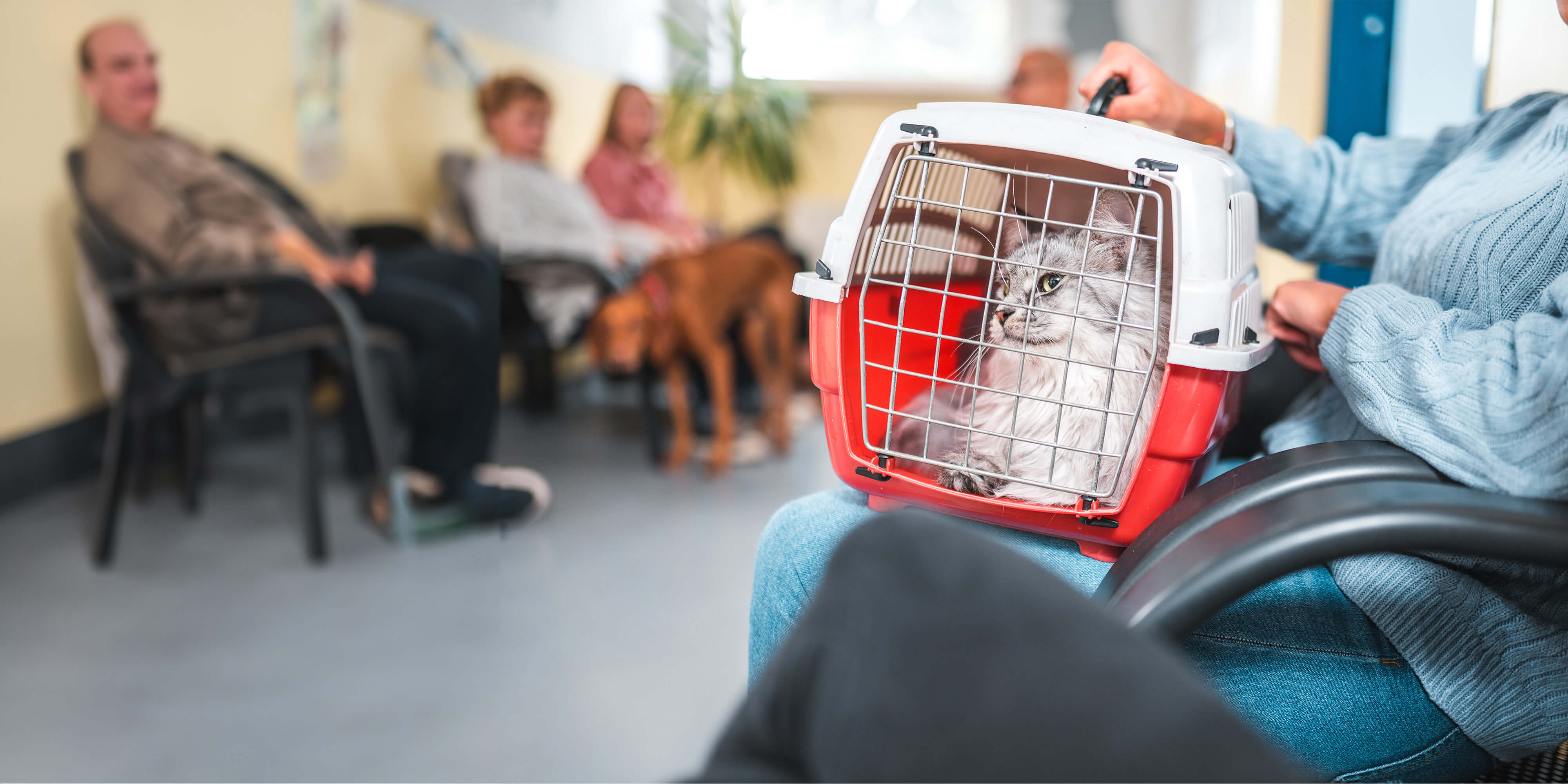 Scratch-free veterinarian trips for cats