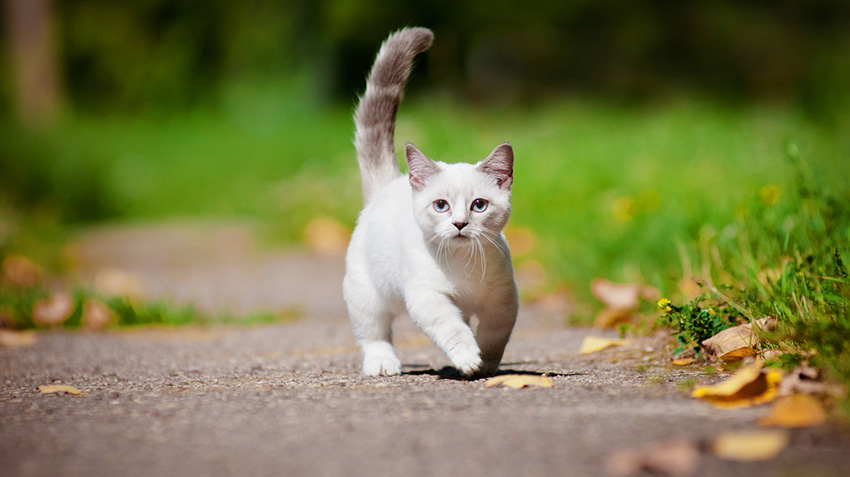 Munchkin Longhair - Cat Breeds