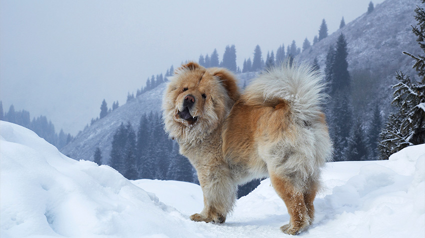 Chow Chow | Pet Health Insurance \u0026 Tips