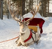 reindeer sled