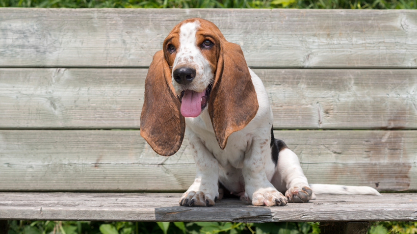 are bassets good pets