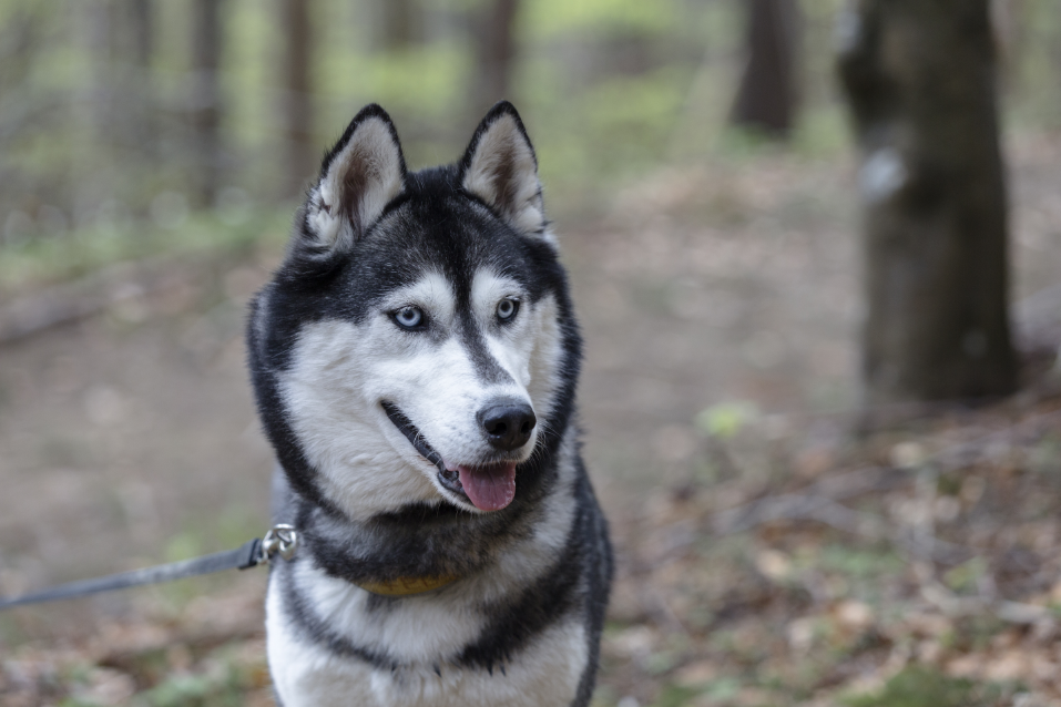 3-Fun fact Siberian husky GettyImages-1403659550