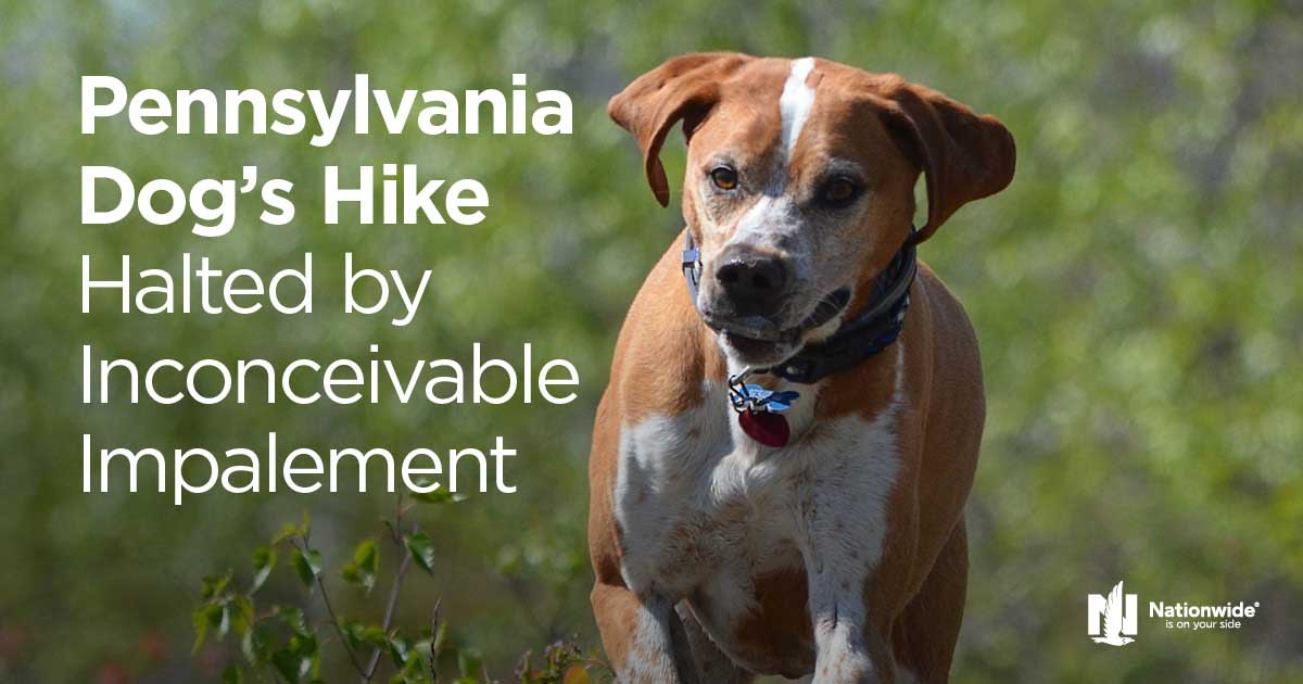 Nov-2017-Pet-Gazette-Real-Life-Claim-Story-Header