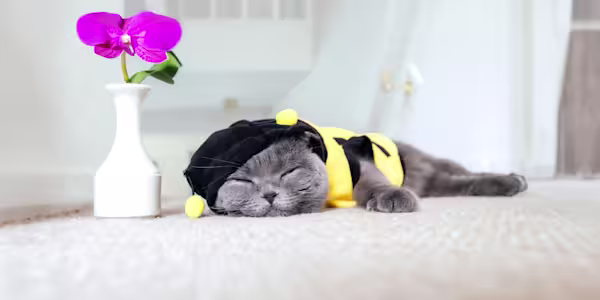 Bee-ware of summer stings