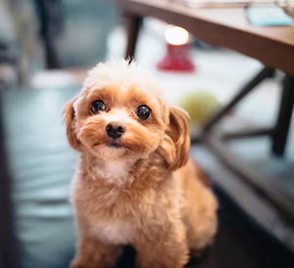 New routines for your pet