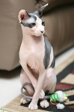 Sphynx Pet Health Insurance Tips