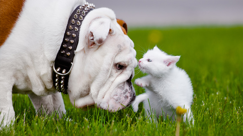 how do i socialize my dog with a kitten