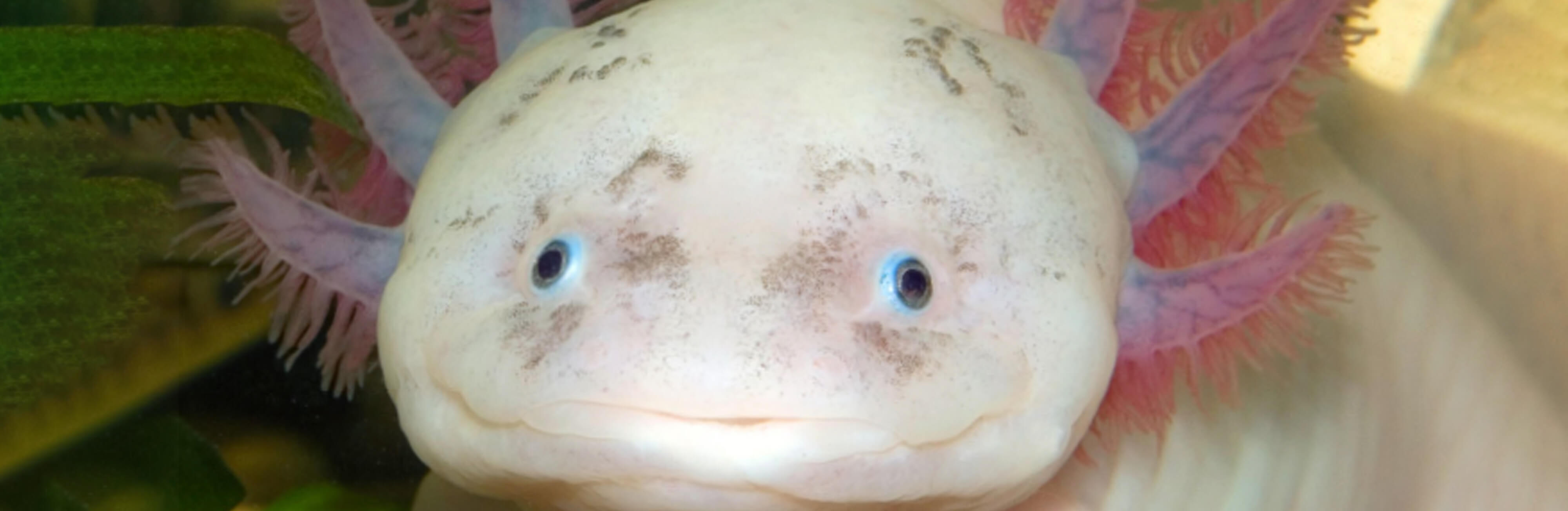 Axolotls