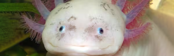 Axolotls