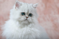 65persiancat