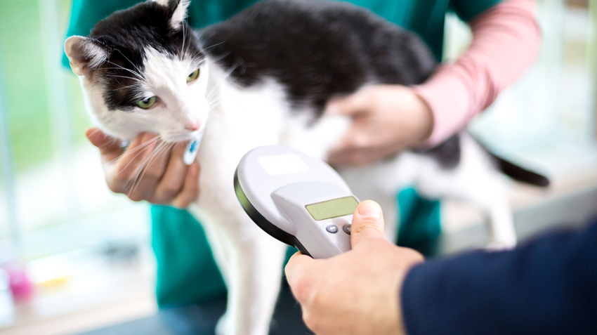 Microchipping Pets