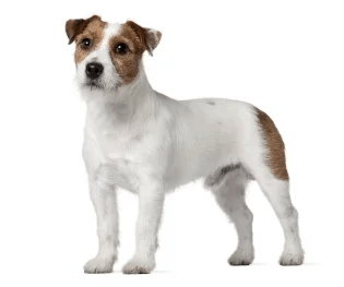 Jack Rusell Terier standing — health planner for puppies through senior dogs