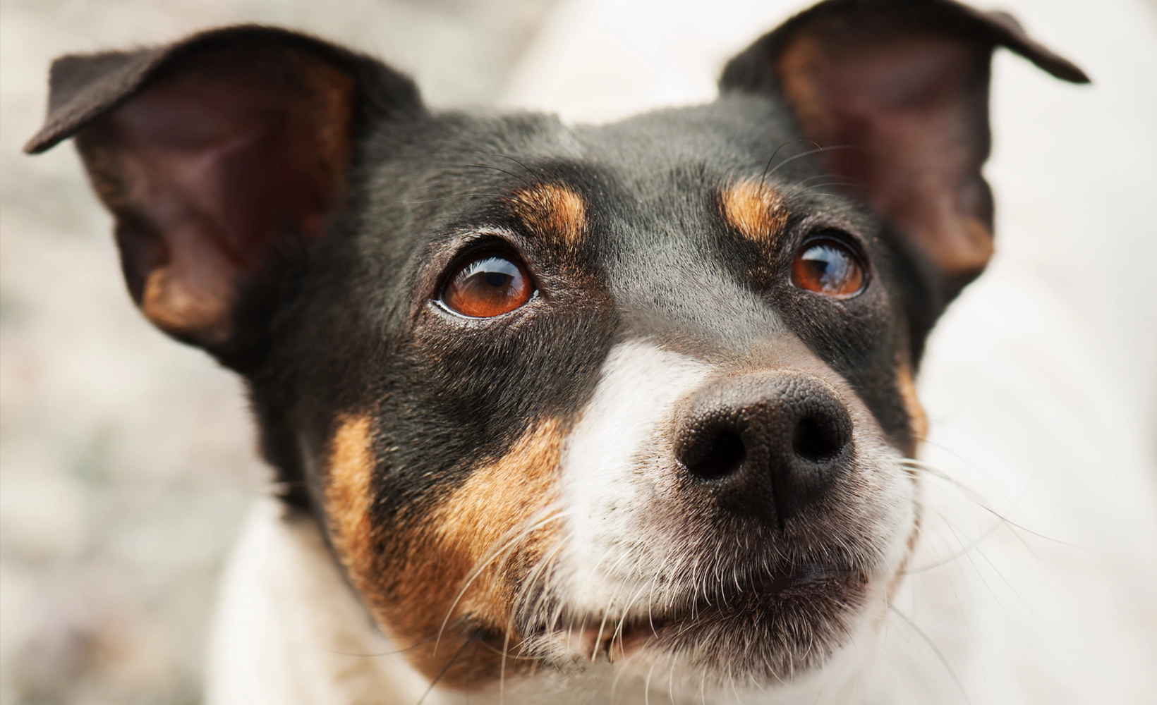 Flea and tick coverage - Dog looking up at camera