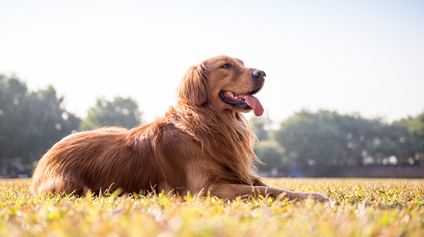 The Most Common Health Issues With Golden Retrievers – Forbes Advisor