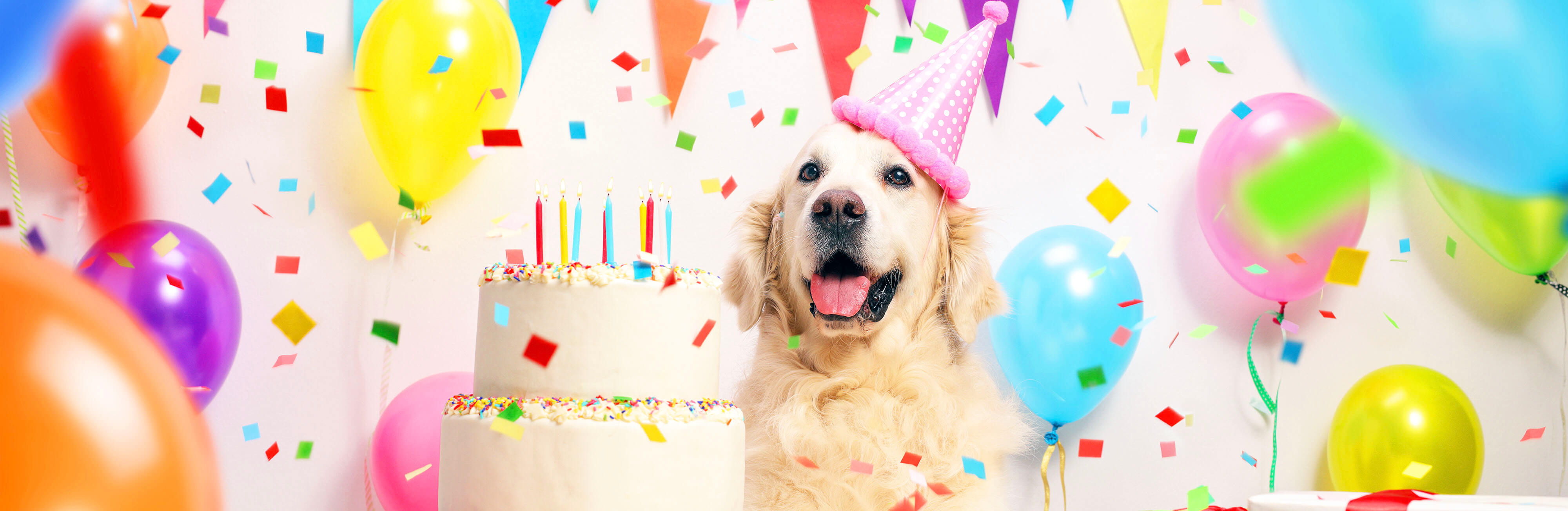 Celebrating Dogust 1st with shelter dogs