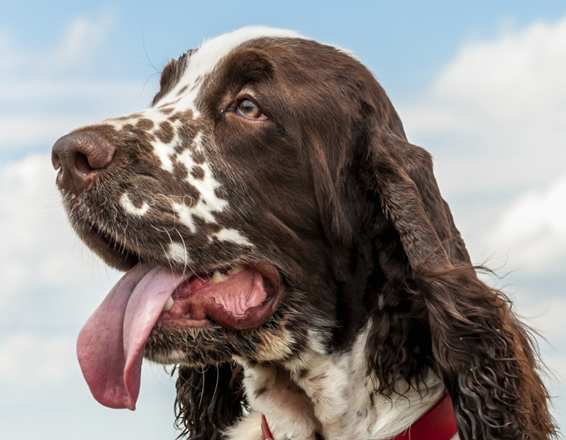 English Springer Spaniel
