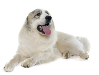 Great Pyrenees standing — health planner for puppies through senior dogs