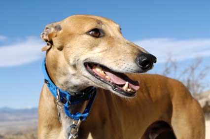 Adopting Greyhounds